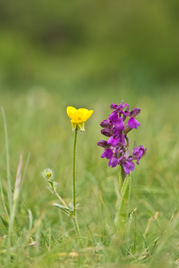 Anacamptis morio